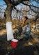 49_woman_lime-washing_tree.jpeg.jpg