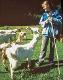 66a Romania 2002 Village goat girl Padurea Craiului mountains.jpg.jpg