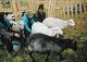 68 Romania 2002, transhumance, Stina de Vale, milking sheep.jpeg.jpg