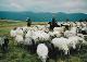 67 Romania 2002, transhumance, Stina de Vale, shepherds + flock.jpeg.jpg