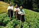 13 Romania 2002 Mountain village Arieseni, Patrahaitest, women in potatot field.jpeg.jpg