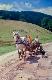 72 Romania 2002 Horse transport, villagers' wagon.jpg.jpg